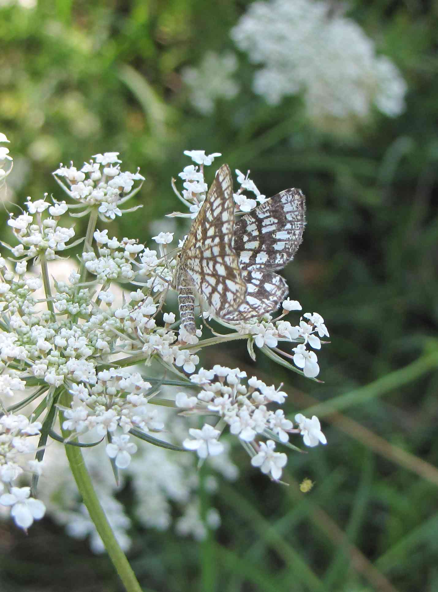 farfalla marche : Chiasmia clathrata